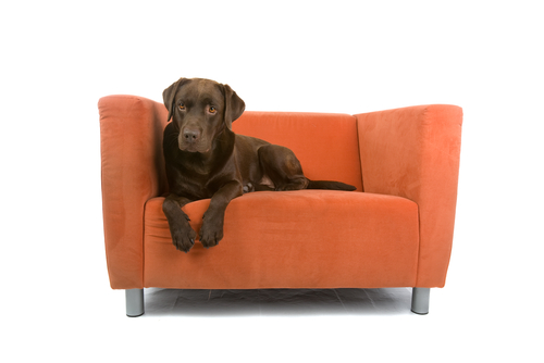 Homeowner S Bible 8 Tips For Pet Proof Furniture