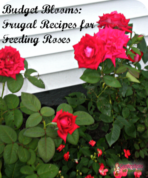 Frugal Recipes for Feeding Roses