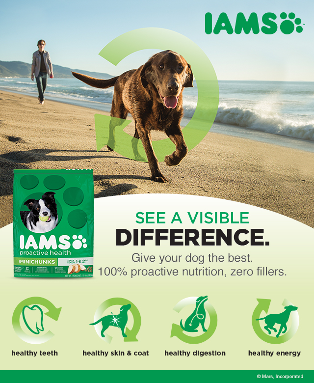 Spoil your #FurryFoodie with IAMS and thrifty ways to spoil your dog!