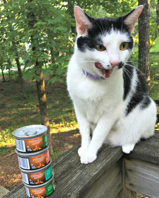Growing Old with my Cats and Purina ProPlan
