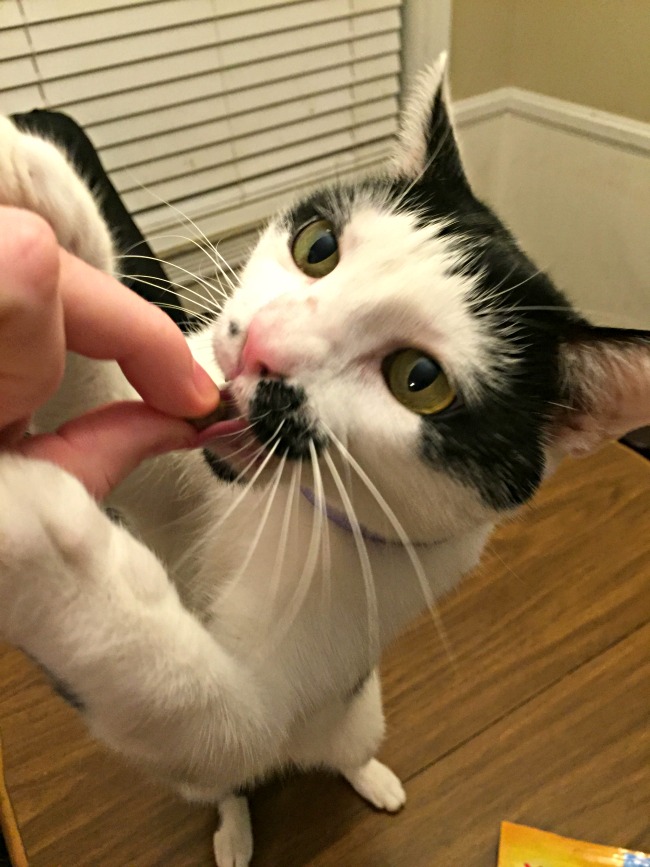 Helping to Keep my Cat’s Teeth Healthy with Meow Mix Brushing Bites