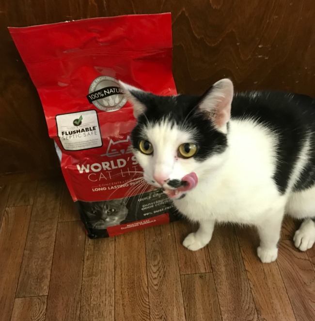worlds-best-cat-litter-3
