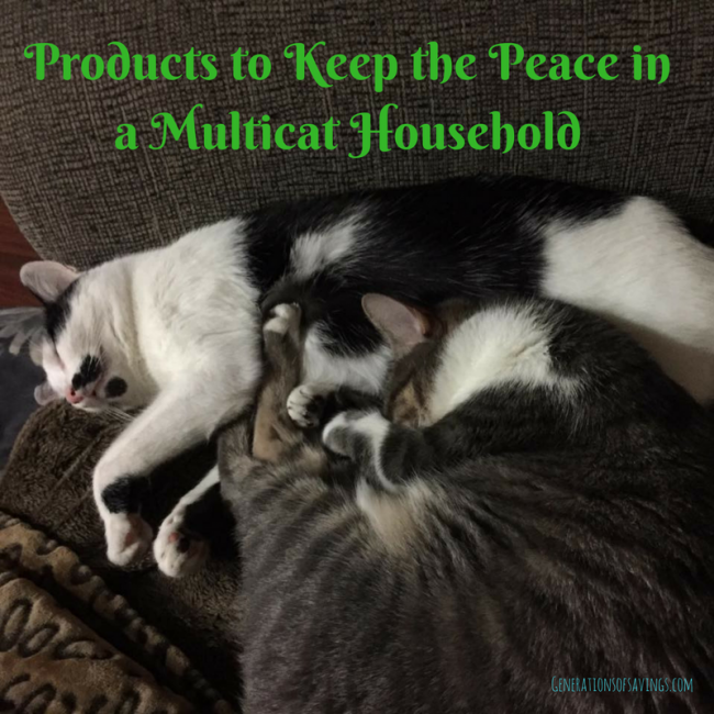 How to Keep the Peace in a Multicat Household